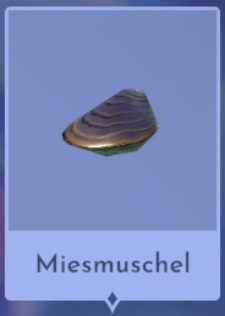 Miesmuschel