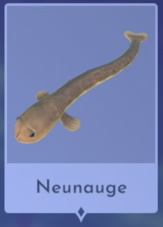 Neunauge